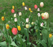 tulipbed.jpg